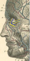 veins in nose