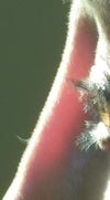 With any light, the nose becomes transparent.