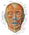 Area circled is where the muscle is felt