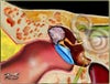 Inner Ear