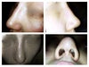 hump is on one side but not other, you can tell by the way the light hits the bridge that it is crooked/ there's still a hump, and the nostrils are different shapes and sizes.