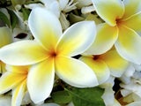 igerilicious