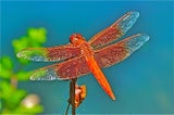seagreen115