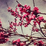 TT_for_twin_mom