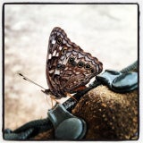 PrettyWings