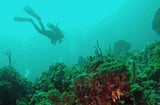 Scuba Lass