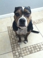 Pebblesgirl