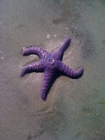 Life's a Beach