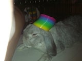 BunnyBee55