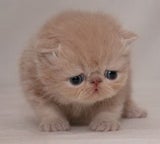 kittehpower
