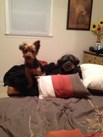 wannabeyorkie