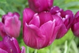 TulipGirl