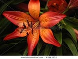 tigerlilly4