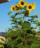 sunflowers1965