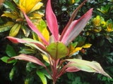 OptimisticPalm