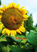 Sunnysmile