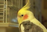 Yellow Bird