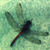 FireFly11