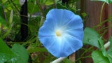 Time2bloom