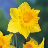 cariad