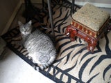 Tigre