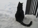Meoow