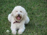 PinkPoodle