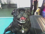 pugzila