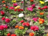 Payal8410
