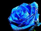 Bluerose_2013