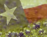 Bluebonnet_92