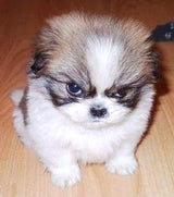 Munkee