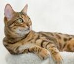 Comparing Plastic Surgery Cats