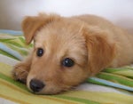 Pet plastic surgery