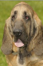 Pet plastic surgery rises