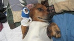 First Dog Tummy Tuck?