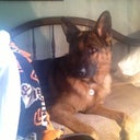 My surgery buddy - sleeps on the daybed right next to me!