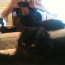 ....and the cat  =^.^=