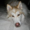 This is jerk face puppy hiding under the table after he assaulted my nose....grrrrrr!