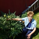 taken in my garden...artichokes are getting bigger and hair is getting brighter