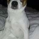 I wake up every morning to my puppy sitting on my lap.