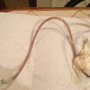 The drain that was inside of my stomach after my husband helped me to pull it out.