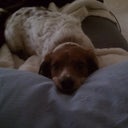 One of my caregivers. This guy was by my side at all times, dogs can sense when people are down.