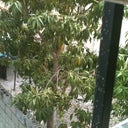 Mango tree