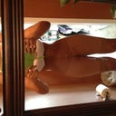 Two girdles on