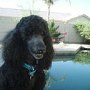 My poodle!