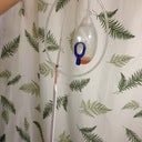 Day 14 post op...The front drain i JUST pulled out.. thing was like 5 inches inside! SIIGHHH not cute