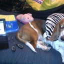 My BBL BFFs! Travel pillow, Ipad, Stepstool, tongs, slippers & my dog.
