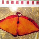 Hold onto your lunch!  He removed a 7+lb flap!  Yikes!  then, he lipoed away another 2 lbs from my back.  PS asked me if I wanted this 8X10 to use as a placemat!  hahaha!