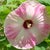 Had to add as the flower is big and round so I thought it befitting the day and the mood!  ha!